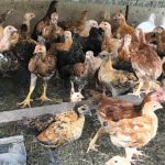 Pastured EggとFree range Eggの違いとは？卵の質を決める放し飼いの実際