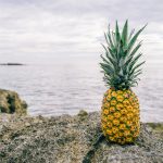 植物検疫所でパイナップルの芽が取り上げられた話。生茎葉と苗木の違いって何!?