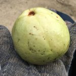 Guava(グアバ)を取りまく生き物は益虫？それとも害虫？