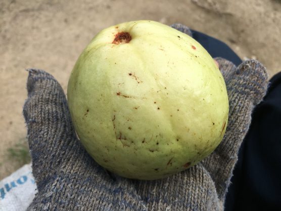 Guava グアバ を取りまく生き物は益虫 それとも害虫