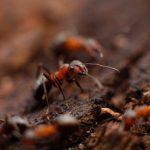 熱帯に棲むアリから学ぶサバイバル術