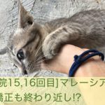 [通院15,16回目]マレーシアでの矯正もついに終わりが見えてきた…!?