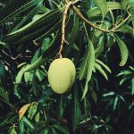 マンゴーの栽培方法、種や葉の活用方法まとめ