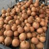 果肉はまるでマンゴスチン!「タンポイ」の味、栽培方法、食べ方、栄養価、購入場所を