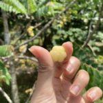 アメダマノキ(マレーグースベリー)の栽培、味、栄養価、紹介